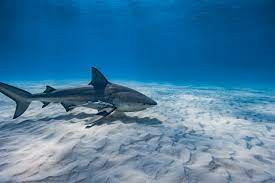 Cruise Ship Passengers Spot Giant Shark Off Bahamas